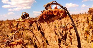 July Heat Record Shatters Dust Bowl Benchmark Across Lower 48