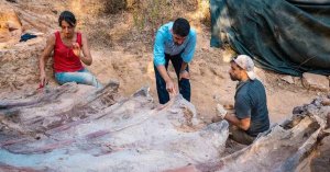 Backyard Excavation in Portugal Yields Giant Sauropod Fossil