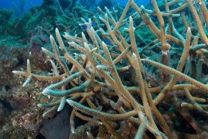 Florida Scientists Aim to Accelerate Coral Spawning to Rescue Reefs